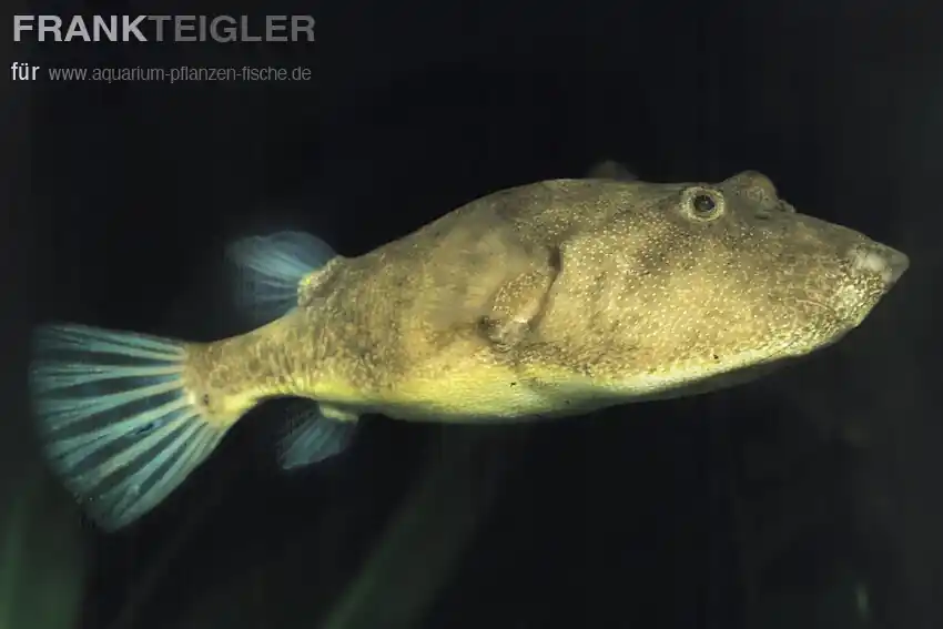 Brauner Kofferkugelfisch Tetraodon miurus Super-Preis