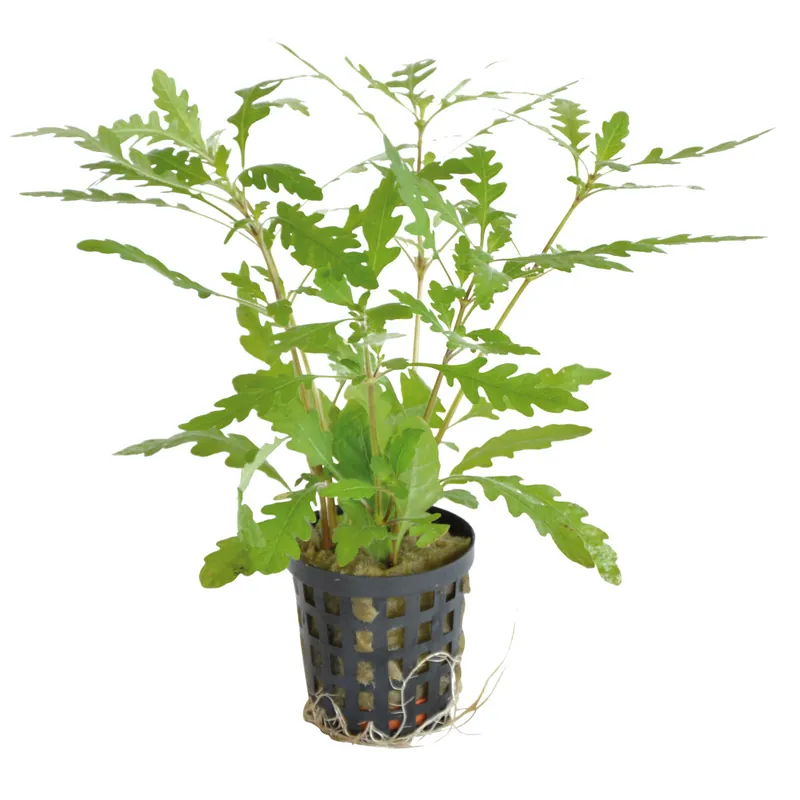 Fiederspaltiger Wasserfreund Hygrophila pinnatifida Abverkauf