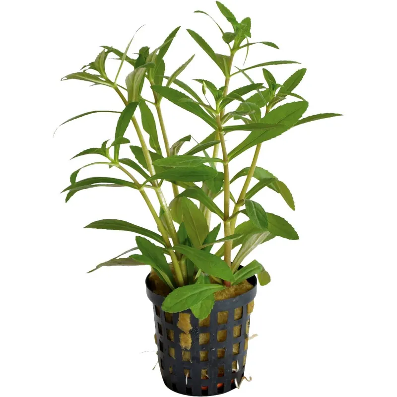 Direkt Vom Hersteller Aromatischer Sumpffreund Limnophila aromatica
