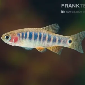 Abverkauf Querstreifen-Zwergbärbling Danio erythromicron
