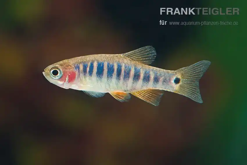 Abverkauf Querstreifen-Zwergbärbling Danio erythromicron