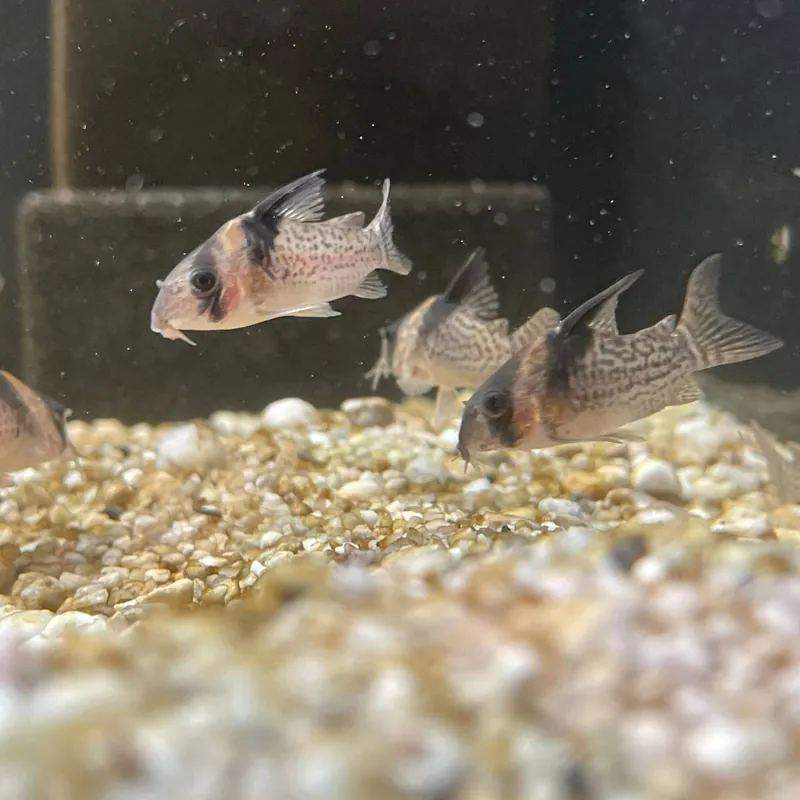 Inirida Panzerwels Corydoras delphax Super-Preis