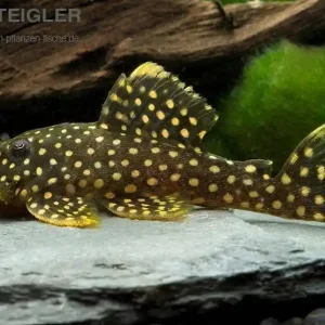 Highlight Gelbsaumwels L-177 Baryancistrus xanthellus