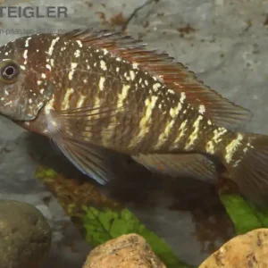 Expressversand Tropheus murago Kongo