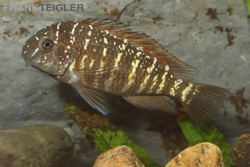 Expressversand Tropheus murago Kongo