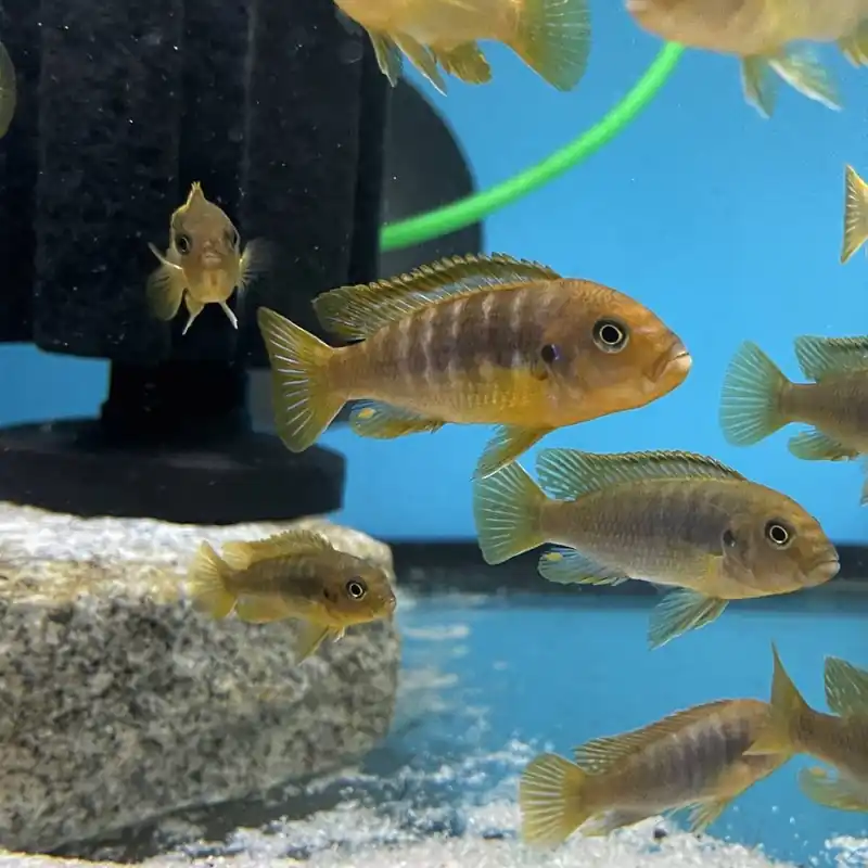 Violetter Maulbrüter Iodotropheus sprengerae Preis Gesenkt