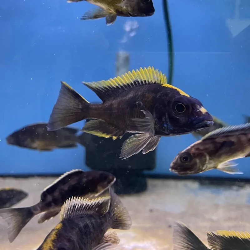 Abverkauf Otopharynx black orange dorsal
