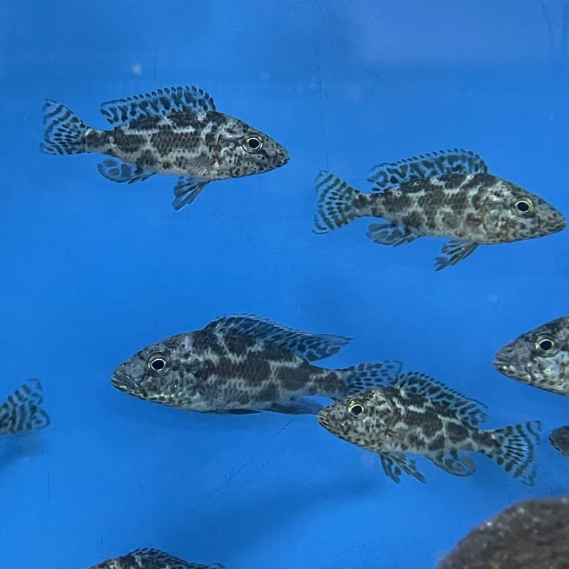 Schnäppchen Vielfleckmaulbrüter Nimbochromis polystigma