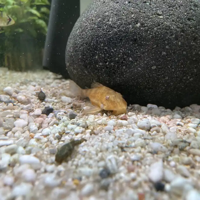 Saugmaulwels "Gold" Hypostomus plecostomus Preisknaller