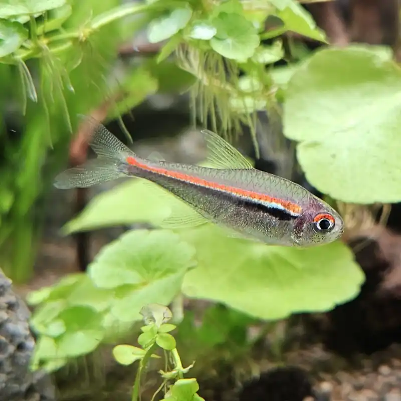 Wochenendangebot Amapa-Glühlichtsalmler Hyphessobrycon amapaensis