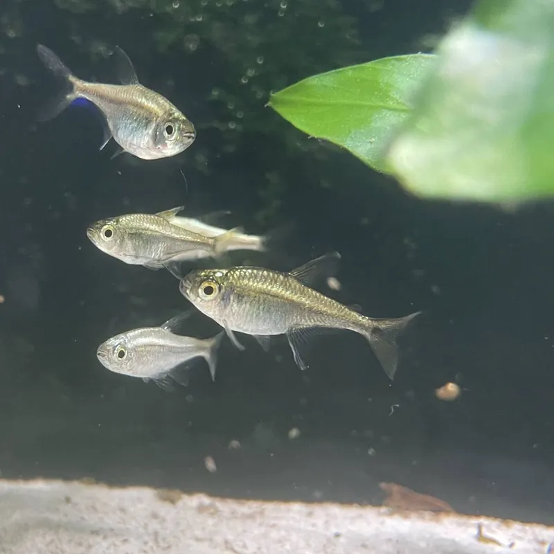 Goldtetra Hemigrammus rodwayi Begrenztes Angebot