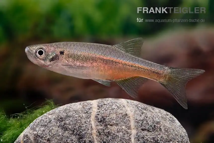 Firelinebärbling Devario sondhii Kracherpreis