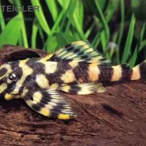 Super-Preis Schmetterlingsharnischwels L-168 Zonancistrus brachyurus