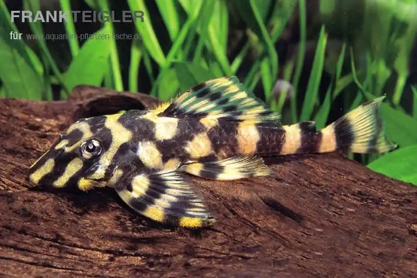 Super-Preis Schmetterlingsharnischwels L-168 Zonancistrus brachyurus