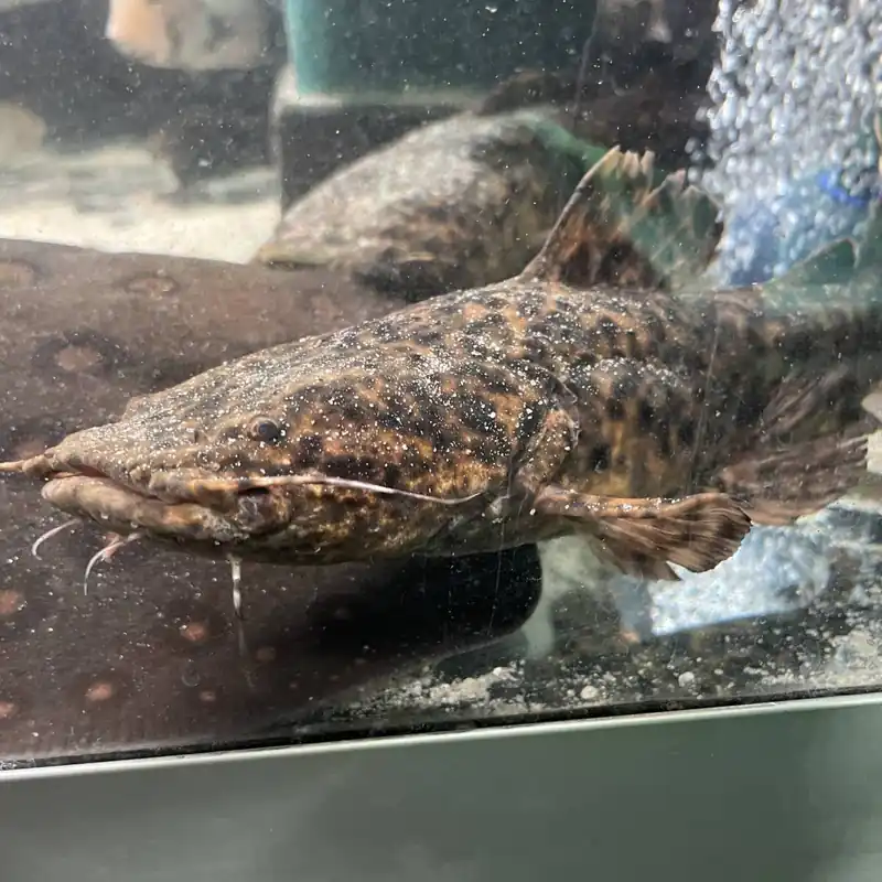 Apurensis-Wels Cephalosilurus apurensis Rabatt