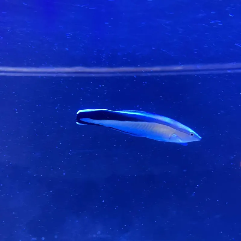 Blaustreifen-Putzerlippfisch Labroides dimidiatus Nur Heute