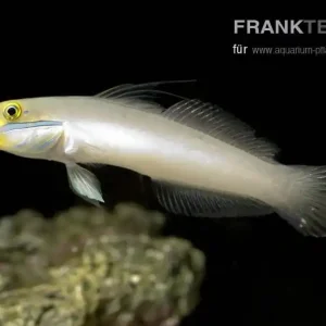 Heißes Angebot Goldstirn Schläfergrundel Valenciennea strigata