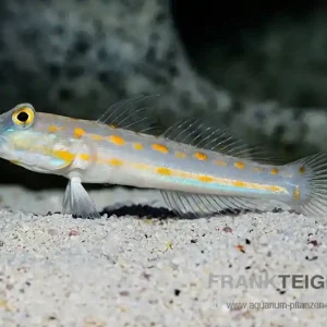 Maiden Schläfergrundel Valenciennea puellaris Sale