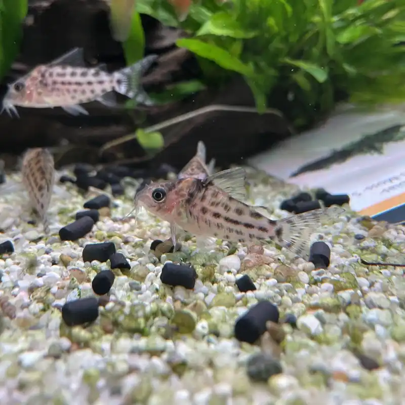 Schwarzflossen Panzerwels Hoplisoma (Corydoras) leucomelas Sofort Bestellen