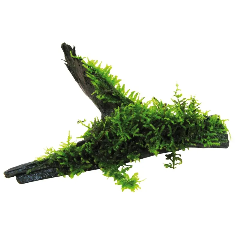 Holz mit Javamoos Vesicularia dubyana - lebendige Deko Pflanze Top-Angebot
