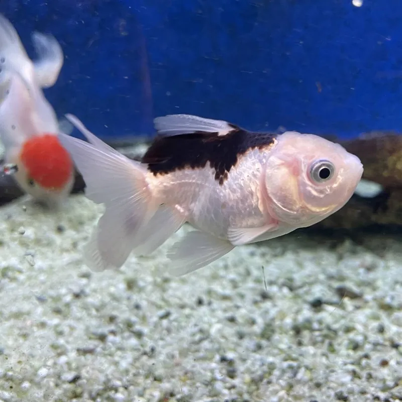 Begrenztes Angebot Schleierschwanz Schwarz Weiß Panda Carassius auratus