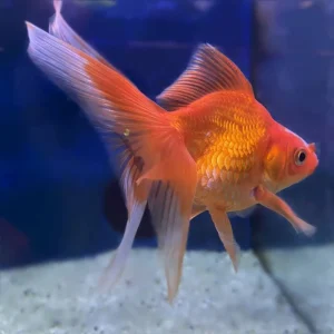 Schleierschwanz Rot-Weiß Carassius auratus Sale
