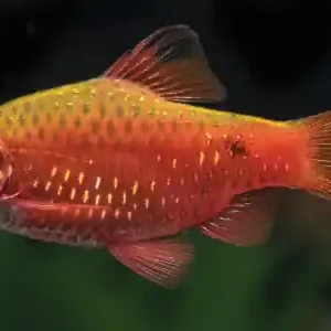 Preiswert Barben in deinem Aquarium