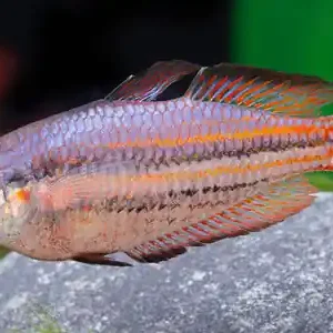 Top-Seller Ährenfischartige in deinem Aquarium