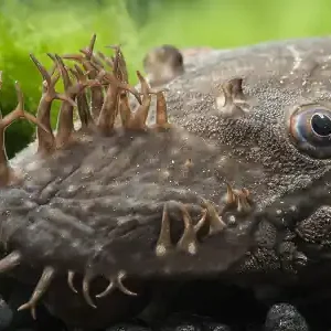 Garantierte Lieferung Welse in deinem Aquarium 3-4cm