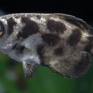 Außergewöhnliche, exotische Fische für dein Aquarium Online Kaufen
