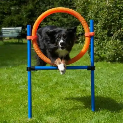 Saisonangebot Dog Agility Sprungring