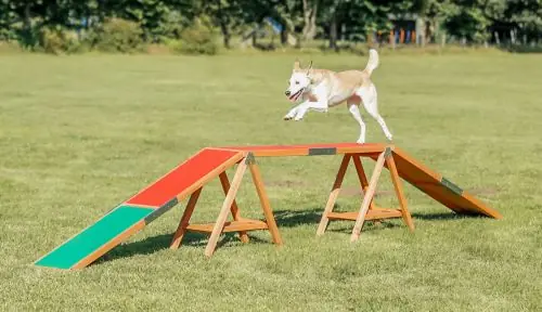 Top-Seller Trixie Fun Agility Steg