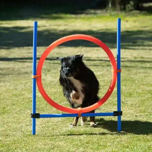 Dog Agility Sprungring - Groß (70cm) Neue Ware