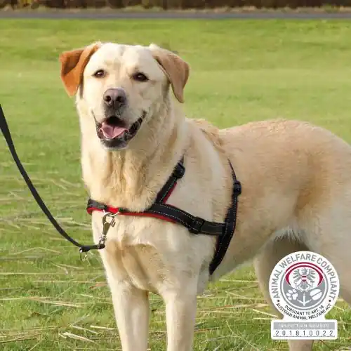 Top-Seller Trixie Trainingsgeschirr Lead'n'Walk Soft S-M S-M