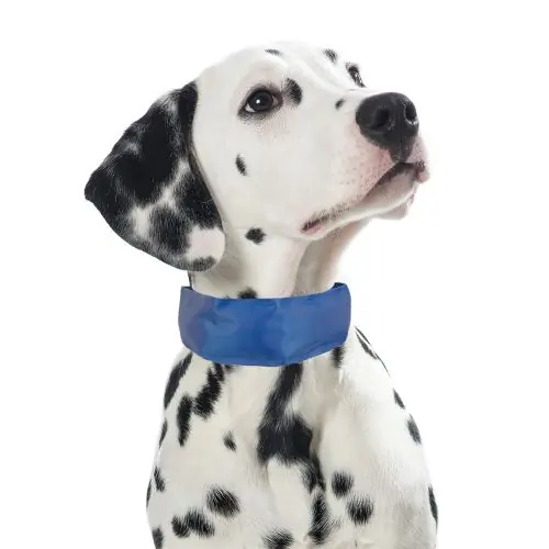 Bestpreis PROCYON Kühl-Bandana für Hunde M M