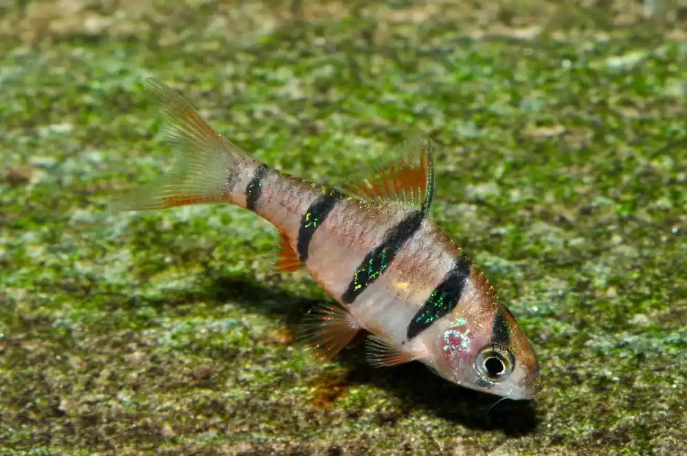 Fünfgürtelbarbe (Barbus pentazona DNZ) Zertifiziert