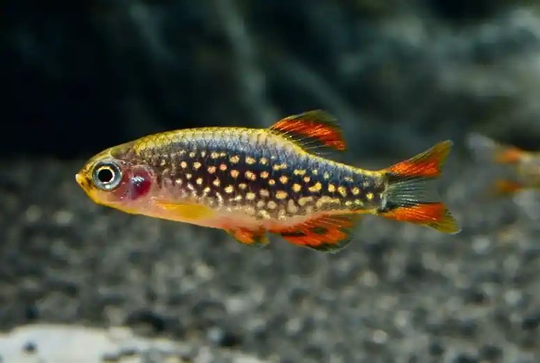 Beliebt Perlhuhnbärbling (Danio / Celestichthys margaritatus DNZ)