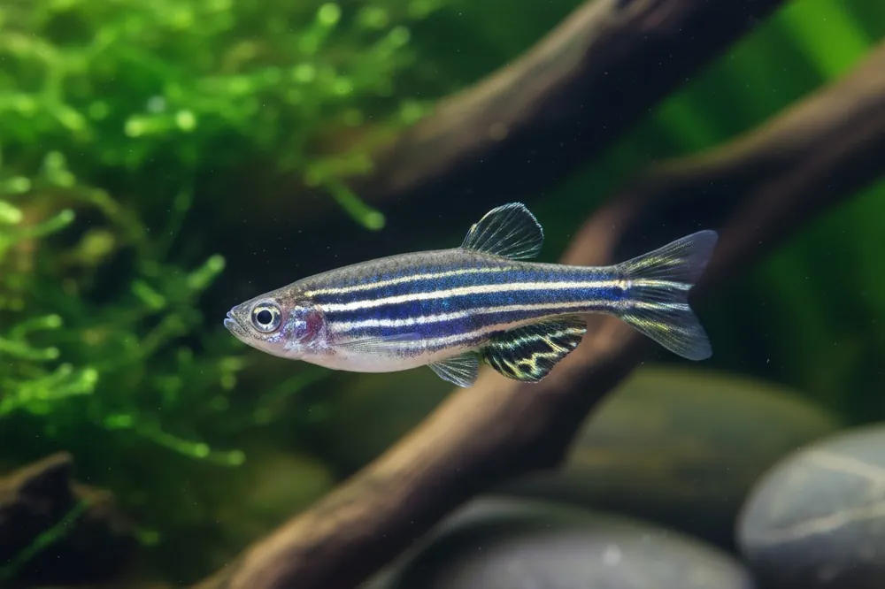 Zebrabärbling (Danio rerio) Finale Aktion