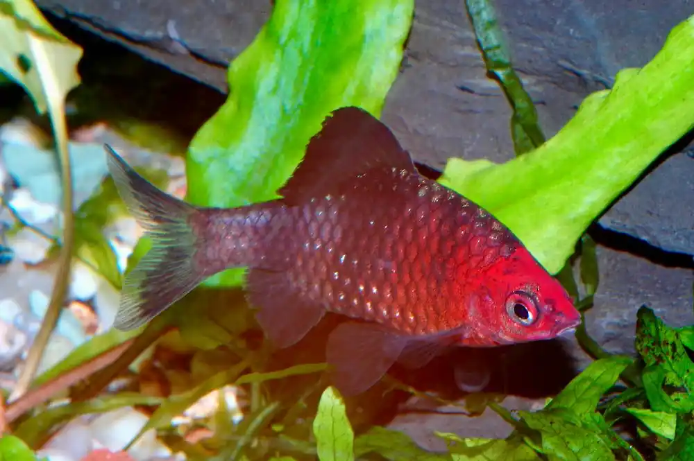 Versand Am Gleichen Tag Purpurkopfbarbe (Puntius nigrofasciatus/Pethia nigrofasciata)