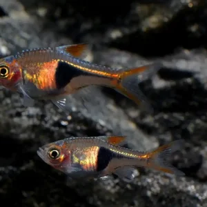 Keilfleckbärbling (Trigonostigma heteromorpha) - DNZ Ausverkauf