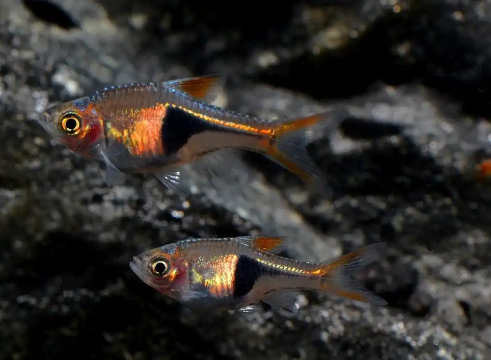 Keilfleckbärbling (Trigonostigma heteromorpha) - DNZ Ausverkauf
