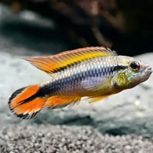 Agassiz Zwergbuntbarsch (Apistogramma agassizii var.) Kracherpreis