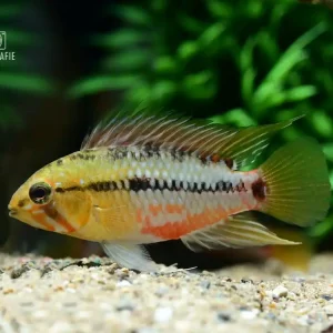 Rotstrich Zwergbuntbarsch (Apistogramma hongsloi) Knallerangebot