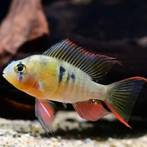 Bolivianischer Schmetterlingsbuntbarsch (Microgeophagus altispinosa), paarweise Top-Preis