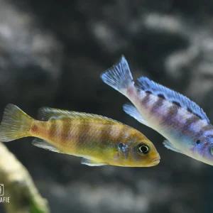 Jetzt Kaufen Malawi Buntbarsch (Pseudotropheus / Maylandia lombardoi), ca. 4-5 cm