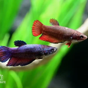 Saisonangebot Schleierkampffisch Weibchen (Betta splendens female )
