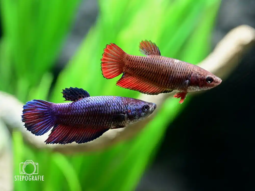 Saisonangebot Schleierkampffisch Weibchen (Betta splendens female )