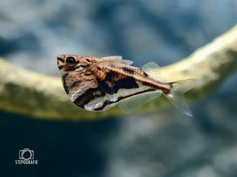 Günstig Marmorbeilbauch (Carnegiella strigata)