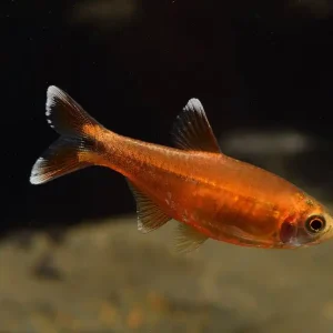Bestseller Kupfersalmler (Hasemania nana)