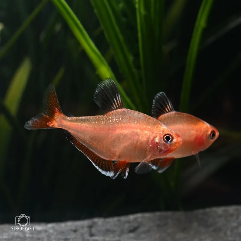 Blutsalmler (Hyphessobrycon eques) Rabatt